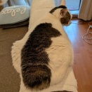 痩せたような