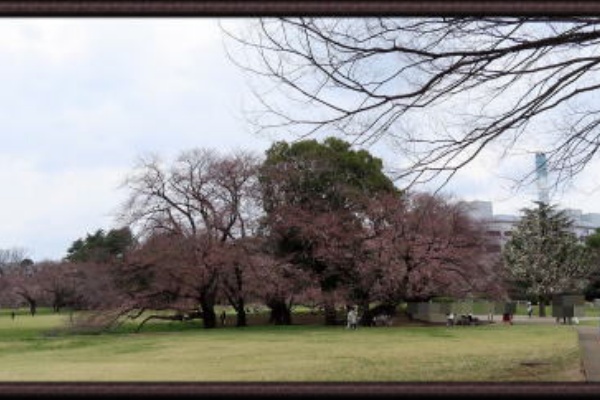 すたこら日記 世田谷 砧公園