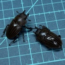 ストリアータツヤクワガタ　飼育記