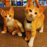 『猫見知り』の画像