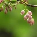 「シャシャンボ（小々坊）」の花 by Z50Ⅱ