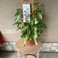 7月15日のお稽古ー盆点、釣瓶水指の点前