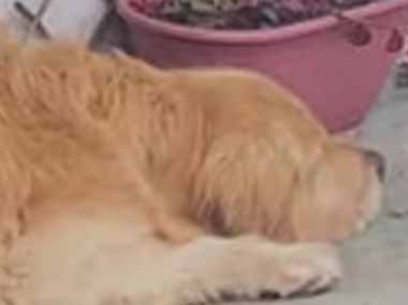 大きなイヌが寝ていた。背中に５羽のヒナが乗っている → 成長してもこんな様子です…