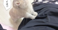 うさぎのルリ(9/20追記)