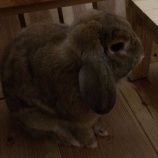 『うさぎの斜頸　　～娘の闘病日誌～』の画像