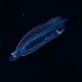 5月21日 刺激的な水中生物