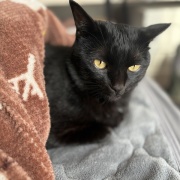 【猫写真】布団の横から顔を出すアヤちゃん