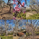 マホッチＤＯＮＤＯＮ｢唸れマホロバスター!!｣