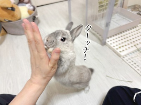 うさぎのルリ(1/23追記)