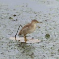 【探鳥】群馬県南東部の農耕地を巡る野鳥観察｜4か所で出会った3種類の野鳥