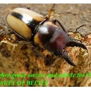 〇4日のみ！ポイント10倍＼(^o^)／