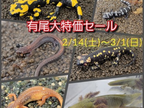 有尾大特価セール告知と在庫紹介 在庫最終更新2/16