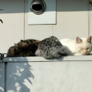 火曜市と２０日