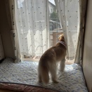 今週のひな♪