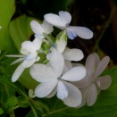 6168)　冬アジサイ・トキワアジサイ（？）