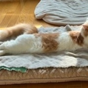 テレビが気になる猫としまむらの名馬セレクショングッズ