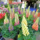 Lupines at the local flower shop