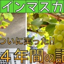 ダイソーの種でシャインマスカット