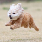 わんわんアイランド淡路島