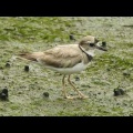 2026年7月12日の野鳥公園