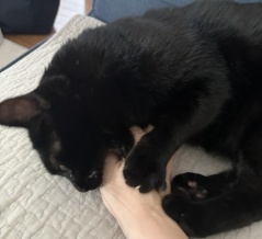 娘と私への猫の対応の違い