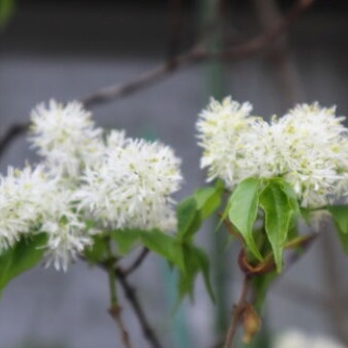 Alex's Garden Party♪