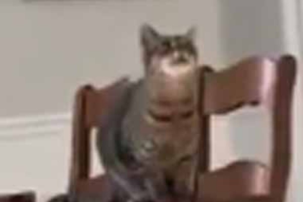 猫の動画 ねこわん! - 飛びかかる