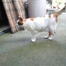 暑い日に、シロちゃんは外で・・・。