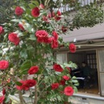 ふら～っとママのときどき通信