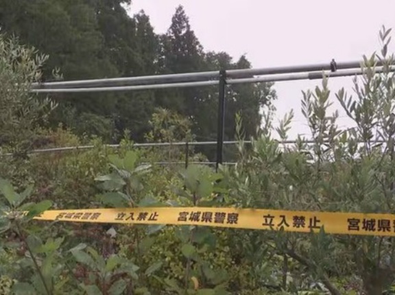 【仙台】クマに襲われけが「草の処分をしていた」園芸用品店の60代男性店員が顔など引っかかれ出血