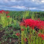 医食同源里山日記