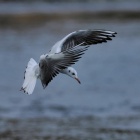 『投稿：「カモ類は種類が多くなる今こそ」　2024/02/12』の画像