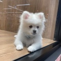 ふわふわ✨まつ毛がキュートなポメぺキちゃん🐕
