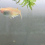 虎ノ門虎之助のベランダ・ラボラトリー ft.メダカ