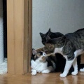３にゃん