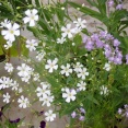 「カスミソウ」の開花！「アイコ」を定植！「次郎柿」の花！