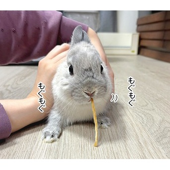 うさぎのルリとハムスターのプリン(1/11追記)