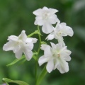 ウチョウラン　白花　その2