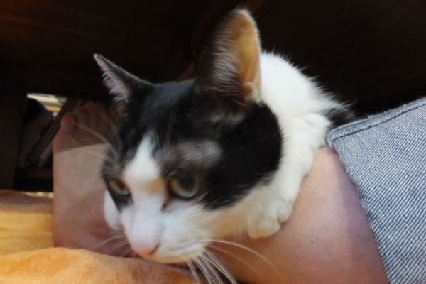 ねこ 猫 ネコ好きは とまらニャィッ♪ - 肥大型心筋症