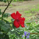 散歩中の花々！！