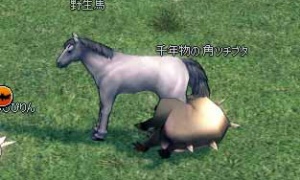 大きさが馬に肉迫する千年物の角ツチブタ