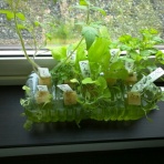 ペットボトルで水耕栽培