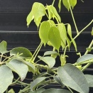 むべ（郁子って書く）