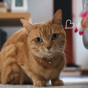 予定がないから猫とひと遊び♪