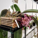 世界らん展日本大賞2026へ⑥(2026年2月)