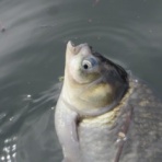 sundayの釣果ブログ