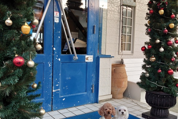 元保護犬 マルチーズとトイプードルの記録 ペンション