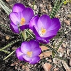 花のある暮らし