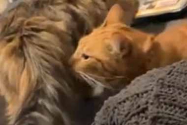 猫の動画 ねこわん！