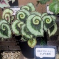 仏は蓮の花の上に…